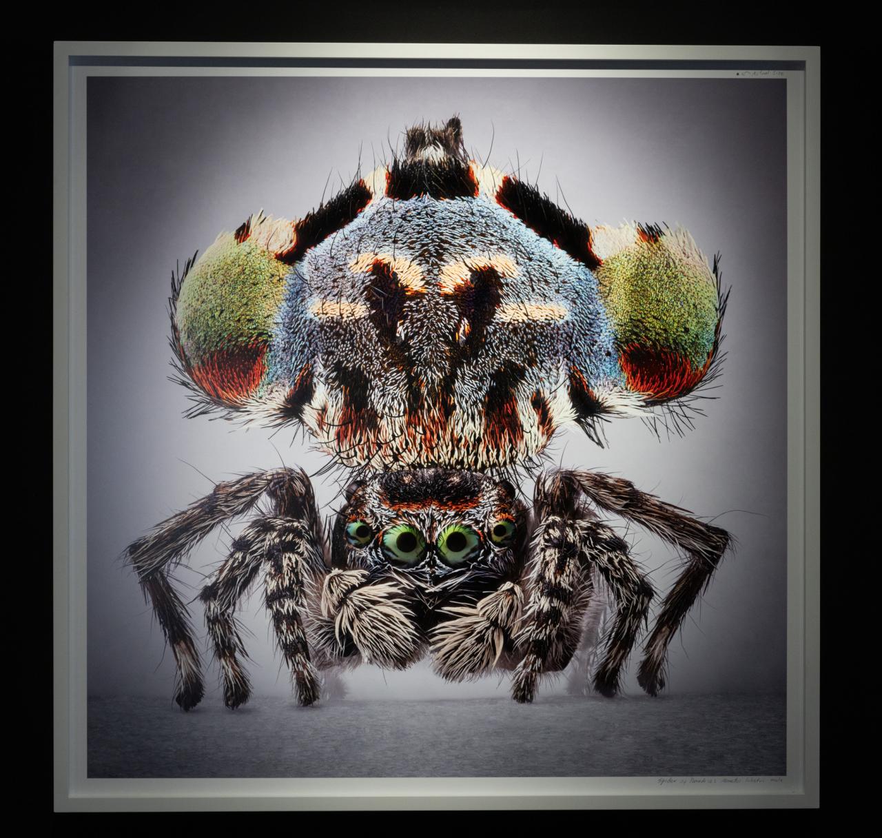 María Fernanda Cardoso