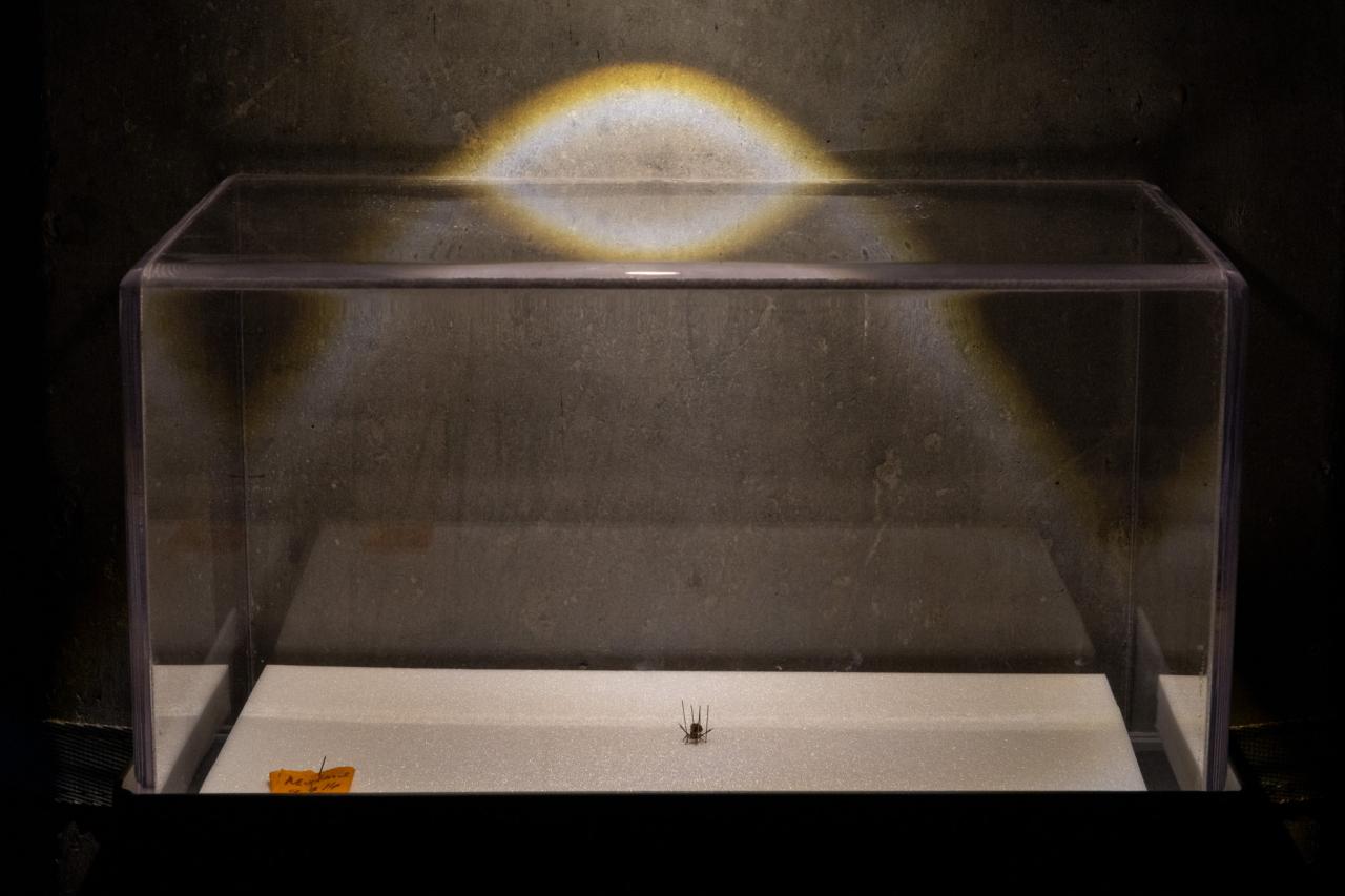 María Fernanda Cardoso